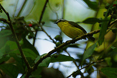 Ornithion semiflavum