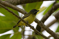 Ornithion brunneicapillus