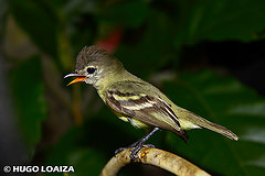 Camptostoma obsoletum