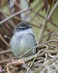 Mecocerculus leucophrys
