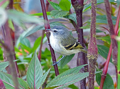Mecocerculus poecilocercus