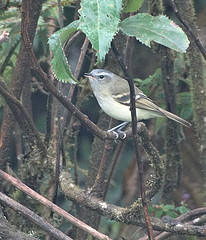 Mecocerculus hellmayri