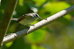 Mecocerculus calopterus