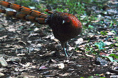 Syrmaticus soemmerringii