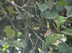 Mecocerculus stictopterus