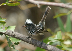 Anairetes reguloides