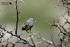 Anairetes flavirostris