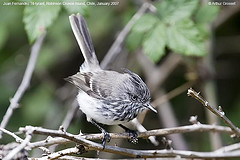 Anairetes fernandezianus