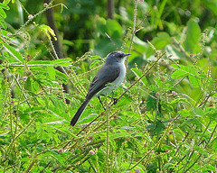 Serpophaga hypoleuca