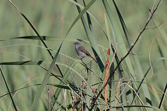 Serpophaga nigricans