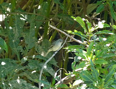 Serpophaga subcristata