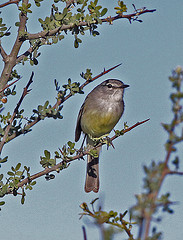 Serpophaga griseicapilla