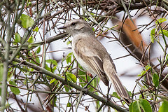 Phaeomyias tumbezana