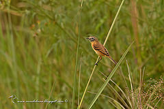 Polystictus pectoralis