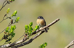 Polystictus superciliaris