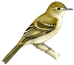 Nesotriccus ridgwayi