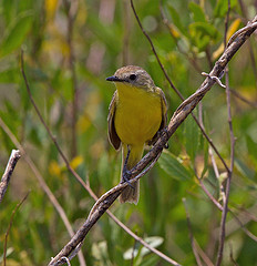 Pseudocolopteryx dinelliana