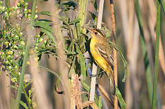 Pseudocolopteryx sclateri