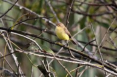 Pseudocolopteryx flaviventris