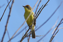 Pseudocolopteryx citreola