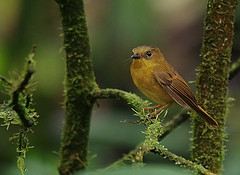 Pseudotriccus pelzelni
