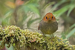 Pseudotriccus ruficeps