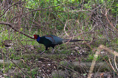 Phasianus versicolor