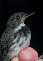 Corythopis torquatus