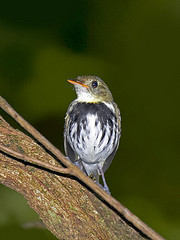 Corythopis delalandi