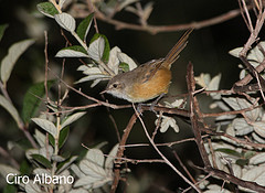 Euscarthmus rufomarginatus