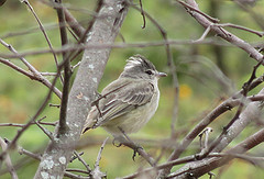Pseudelaenia leucospodia