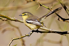 Stigmatura budytoides