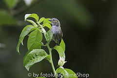 Zimmerius vilissimus