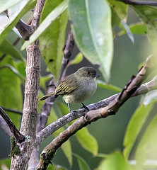 Zimmerius bolivianus