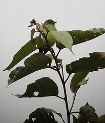 Zimmerius cinereicapilla