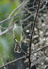 Zimmerius villarejoi