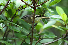 Zimmerius gracilipes