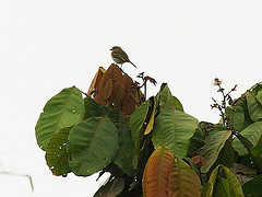 Zimmerius albigularis