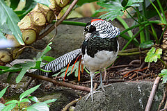 Chrysolophus amherstiae