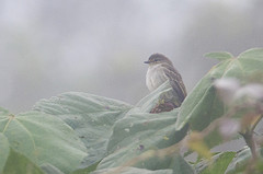 Zimmerius flavidifrons