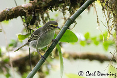 Zimmerius viridiflavus