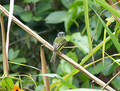 Pogonotriccus poecilotis