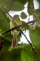 Pogonotriccus ophthalmicus