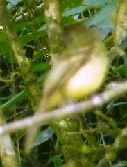 Pogonotriccus orbitalis