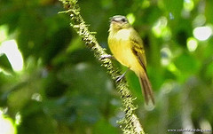 Pogonotriccus lanyoni