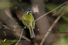 Pogonotriccus eximius