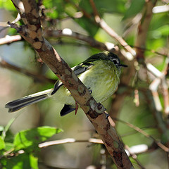 Phylloscartes ventralis