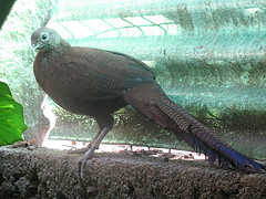 Polyplectron chalcurum