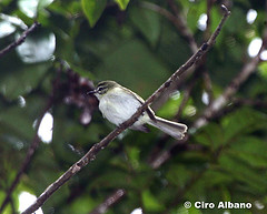 Phylloscartes ceciliae