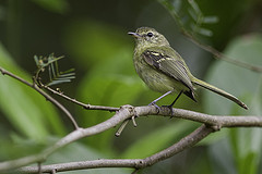 Phylloscartes kronei